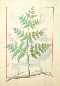Illustration du 